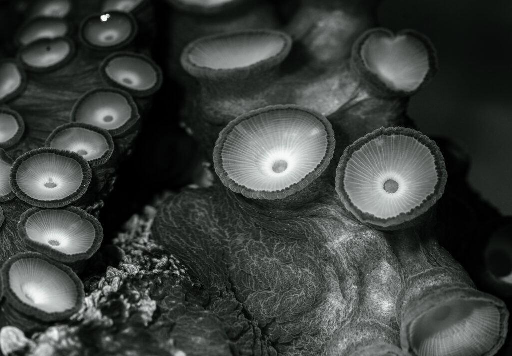 octopus black and white photography