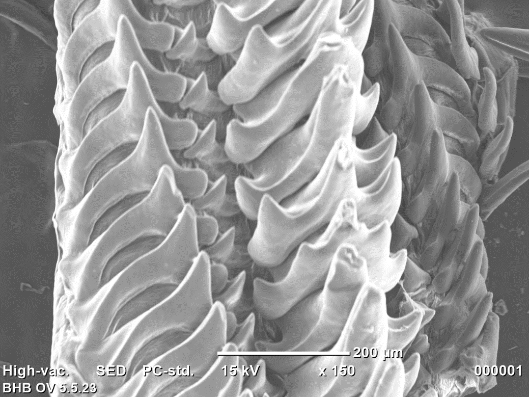 Octopus Teeth: The Tiny Chainsaw Inside an Octopus’ Mouth - OctoNation ...