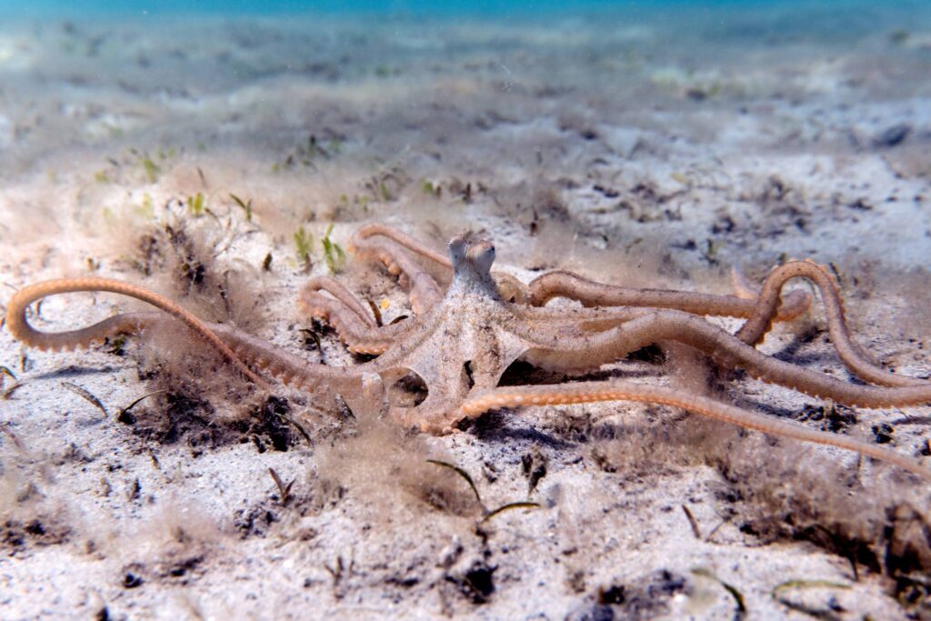 Octopus Skin Care Secrets Revealed: It's All About the Bacteria ...