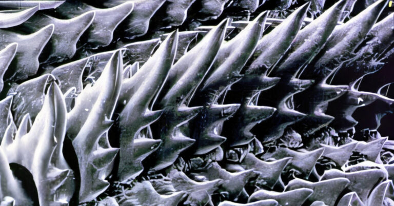 Octopus Teeth: The Tiny Chainsaw Inside an Octopus’ Mouth