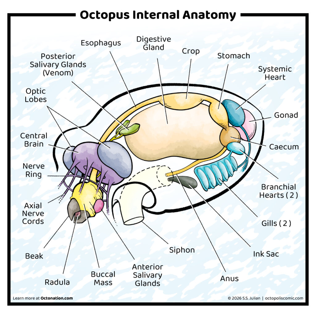 Octopus Diagram With Name