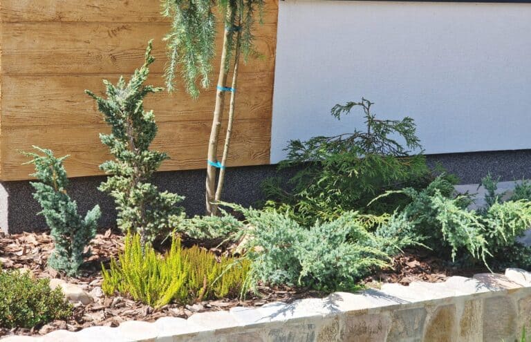 rabata zimozielona, wrzosy, jałowce, modrzew