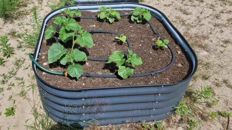 linia kroplująca na grządce