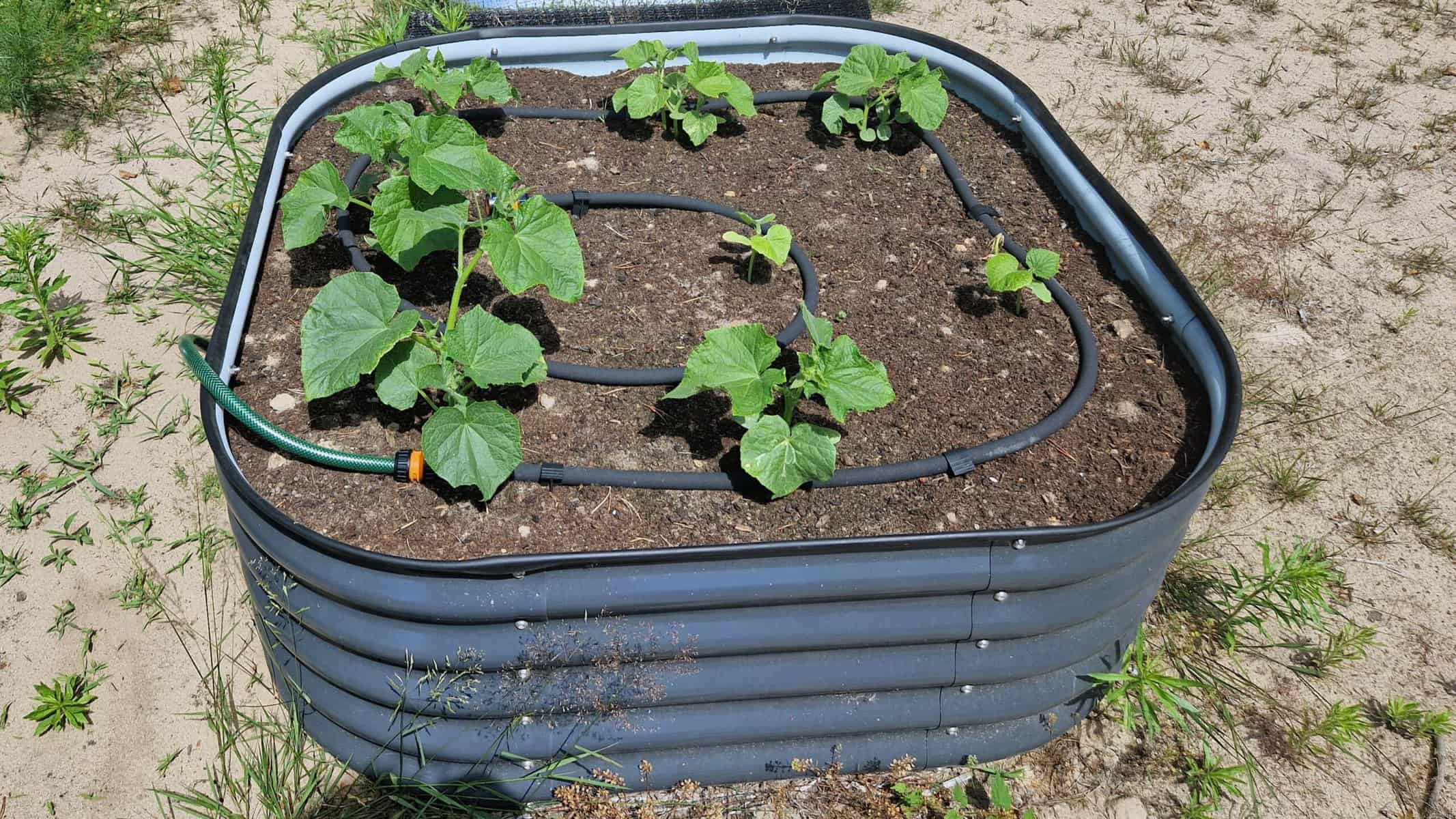 linia kroplująca na grządce