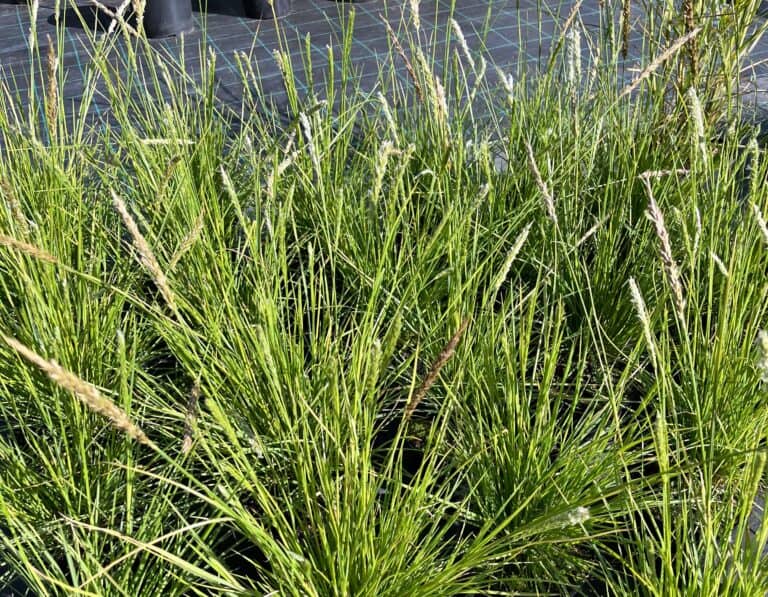 Trawy zimozielone – Twój ogród zielony przez cały rok! [TOP 10 sprawdzonych gatunków]