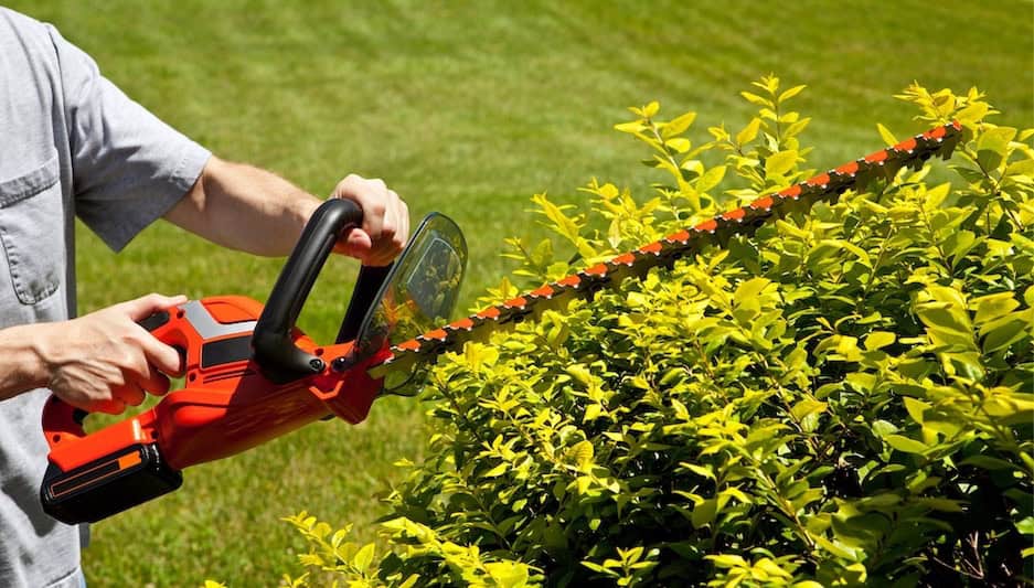 A man trimming shrubs.