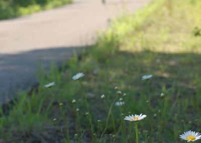 Trailside daisies blooming along the Ohio Valley Trail with a cyclist in the background.