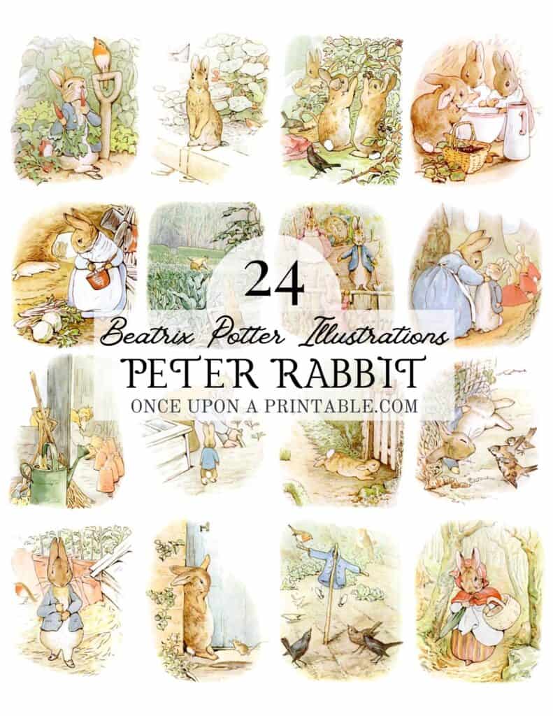 Peter Rabbit original illustrations by Beatrix Potter.