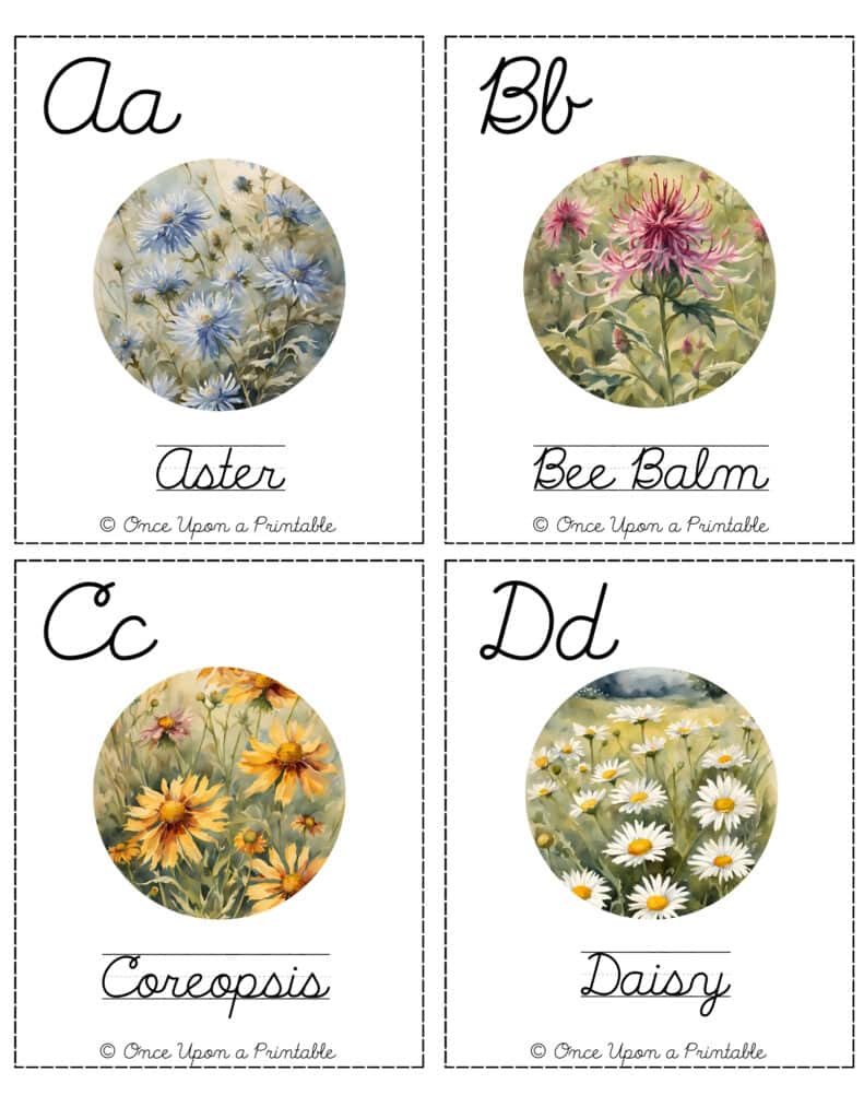 North American Wildflower alphabet cursive identification cards.