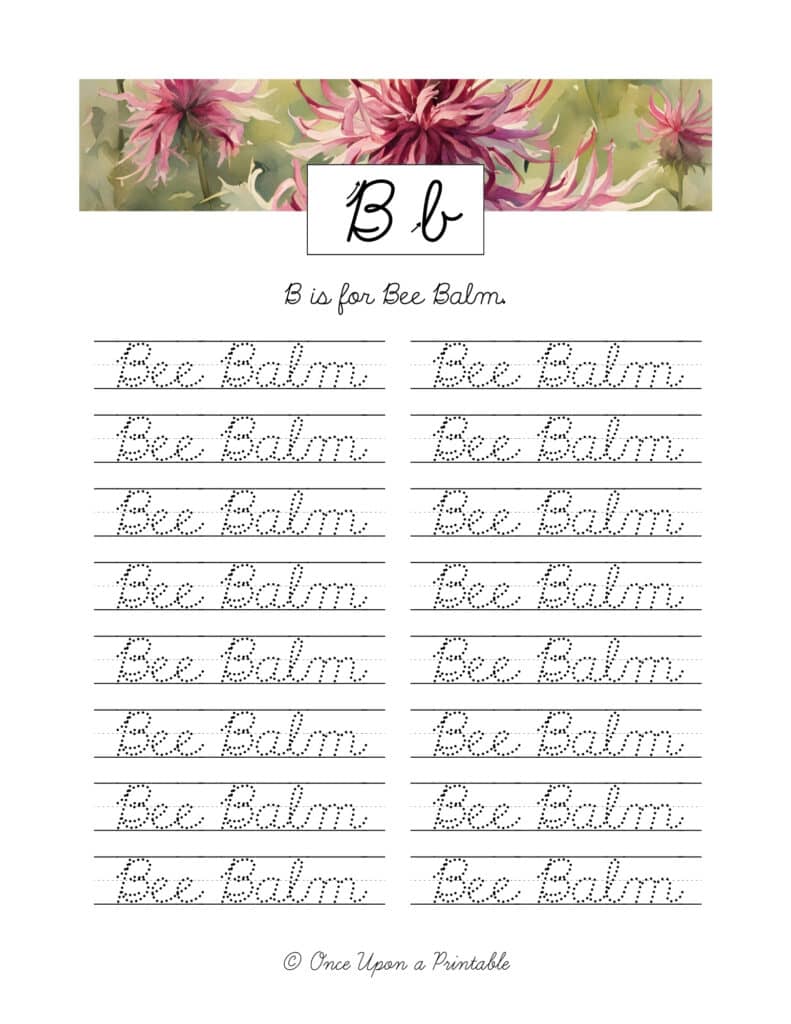North American native flowers alphabet cursive practice and copywork with watercolor flowers.