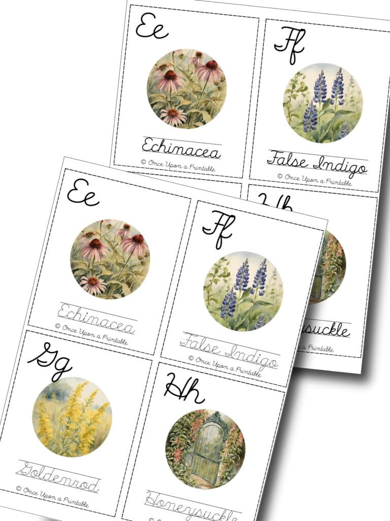 North American native wildflower cursive practice cards E-H.