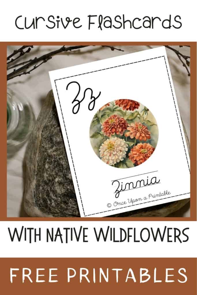 North American wildflower, native, Zinnia cursive card laying on a rock.