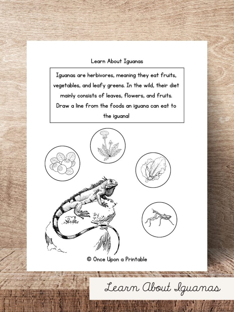 Learn about iguanas worksheet.