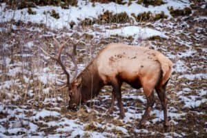 Elk with large antlers grazing on grass in snowy rocky terrain with sparse vegetation.