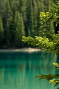 Green pine tree branches in focus with a blurry turquoise lake and evergreen forest background