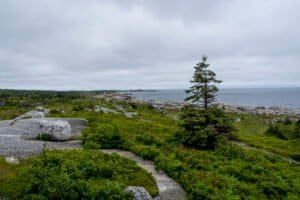 Rocky coastal landscape with dense green shrubs, a lone pine tree, and calm sea under cloudy sky