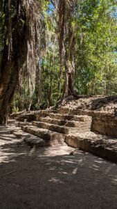 Ancient stone steps in a forest with tall trees, hanging dried palm leaves, and sunlight.