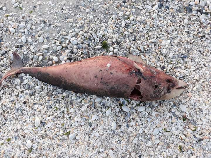 FB IMG 1558255519449