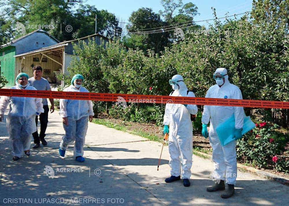 Ansvsa 581 De Focare De Pestă Porcină Africană în 169.jpeg