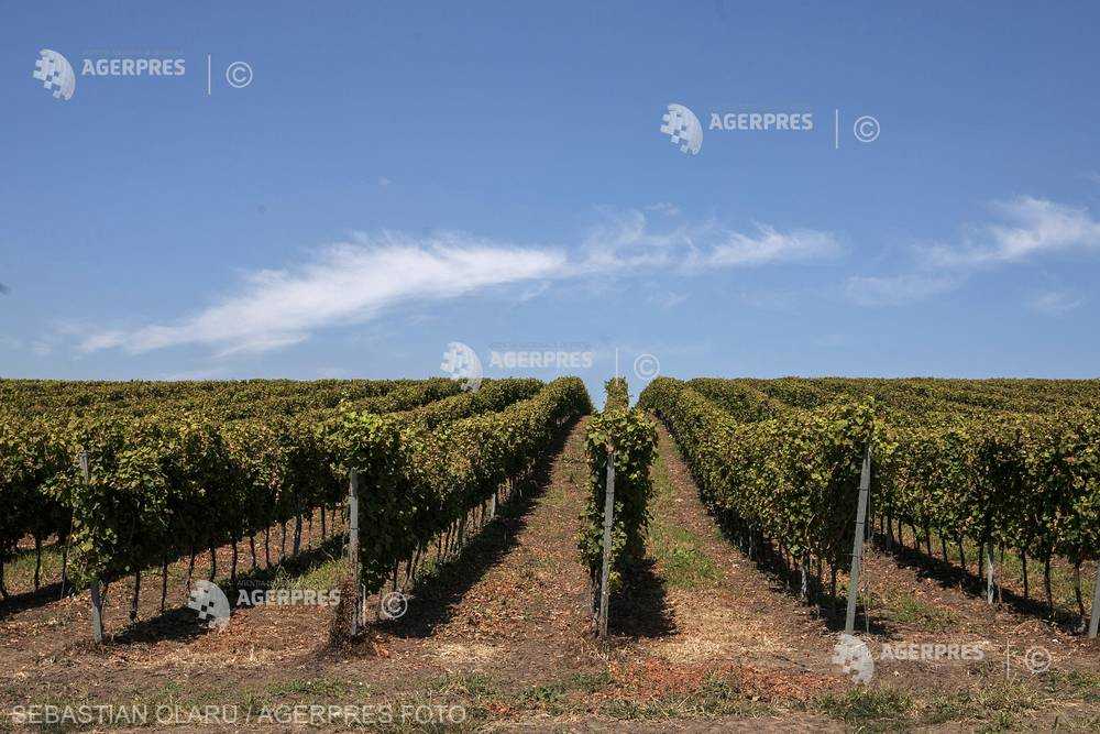 Constanţa Secretele Podgoriilor Dobrogene Descoperite Prin Parcurgerea Unui Traseu Cicloturistic.jpeg