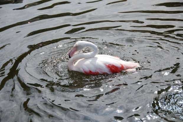 Inedit Pasari Flamingo Observate In Delta Dunarii 401131