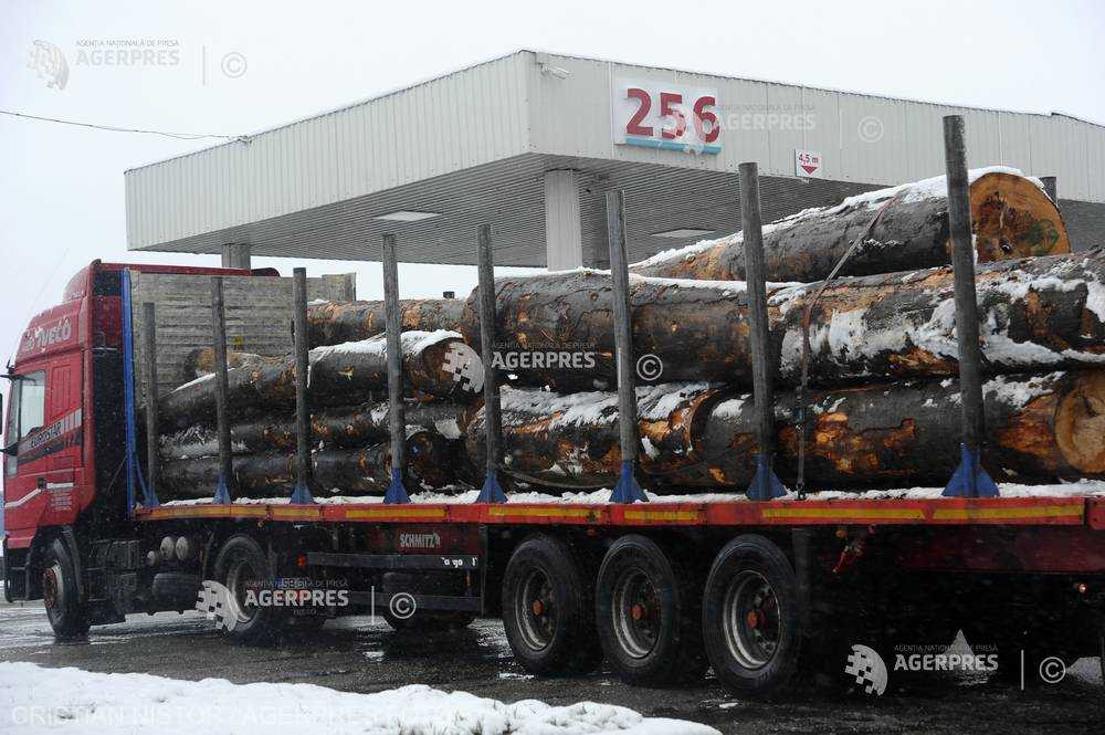 Mures Cantitatea De 830 Mc De Material Lemnos Fara Avize.jpeg