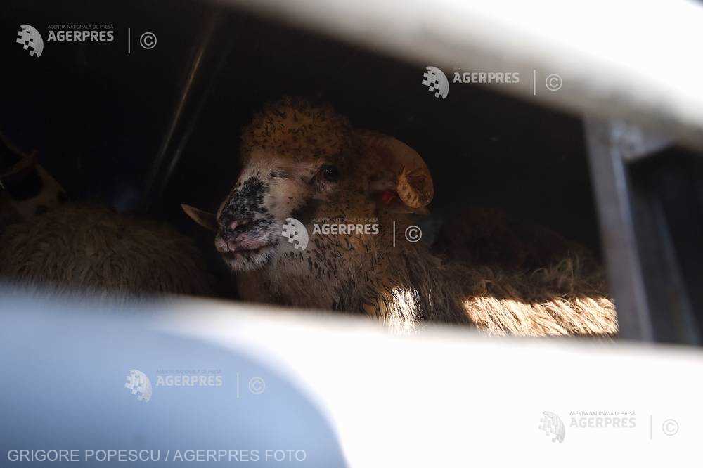 Tulcea Activitatea Incineratorului De Animale Din Smardan Suspendata.jpeg