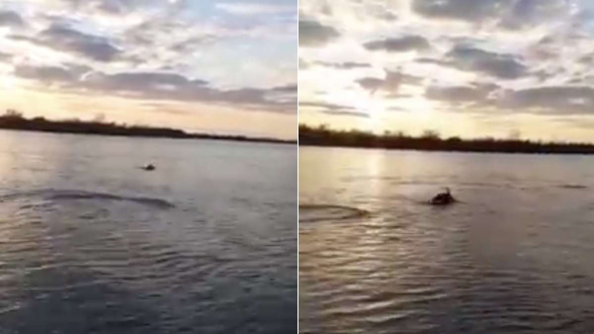 delfini jucausi salturi dunare filmare virala 816858