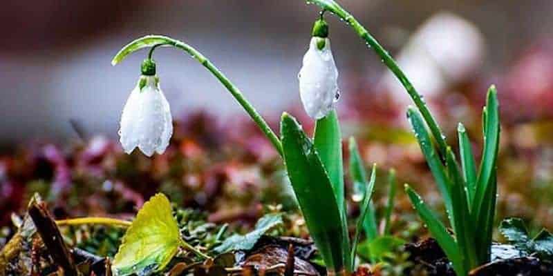 primavara ghiocei.jpg