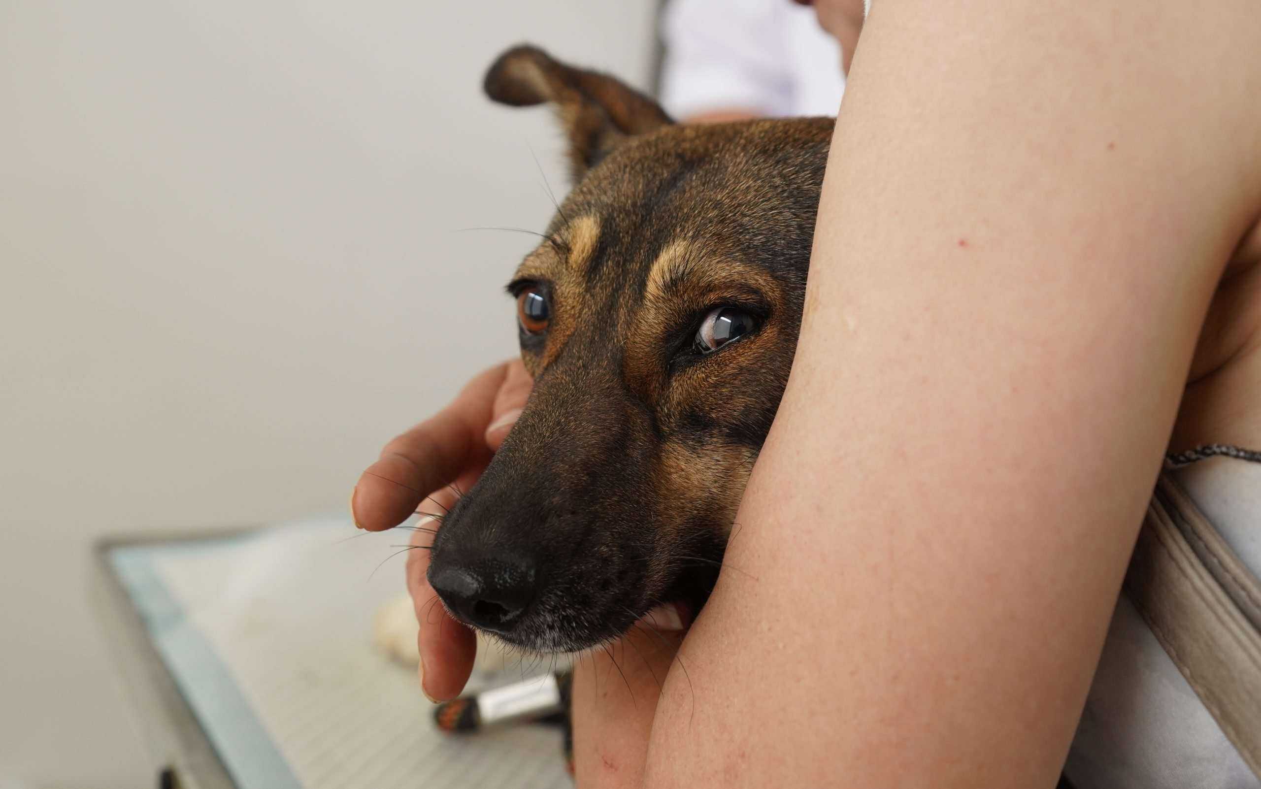 sterilizare animale valu 7 scaled.jpg