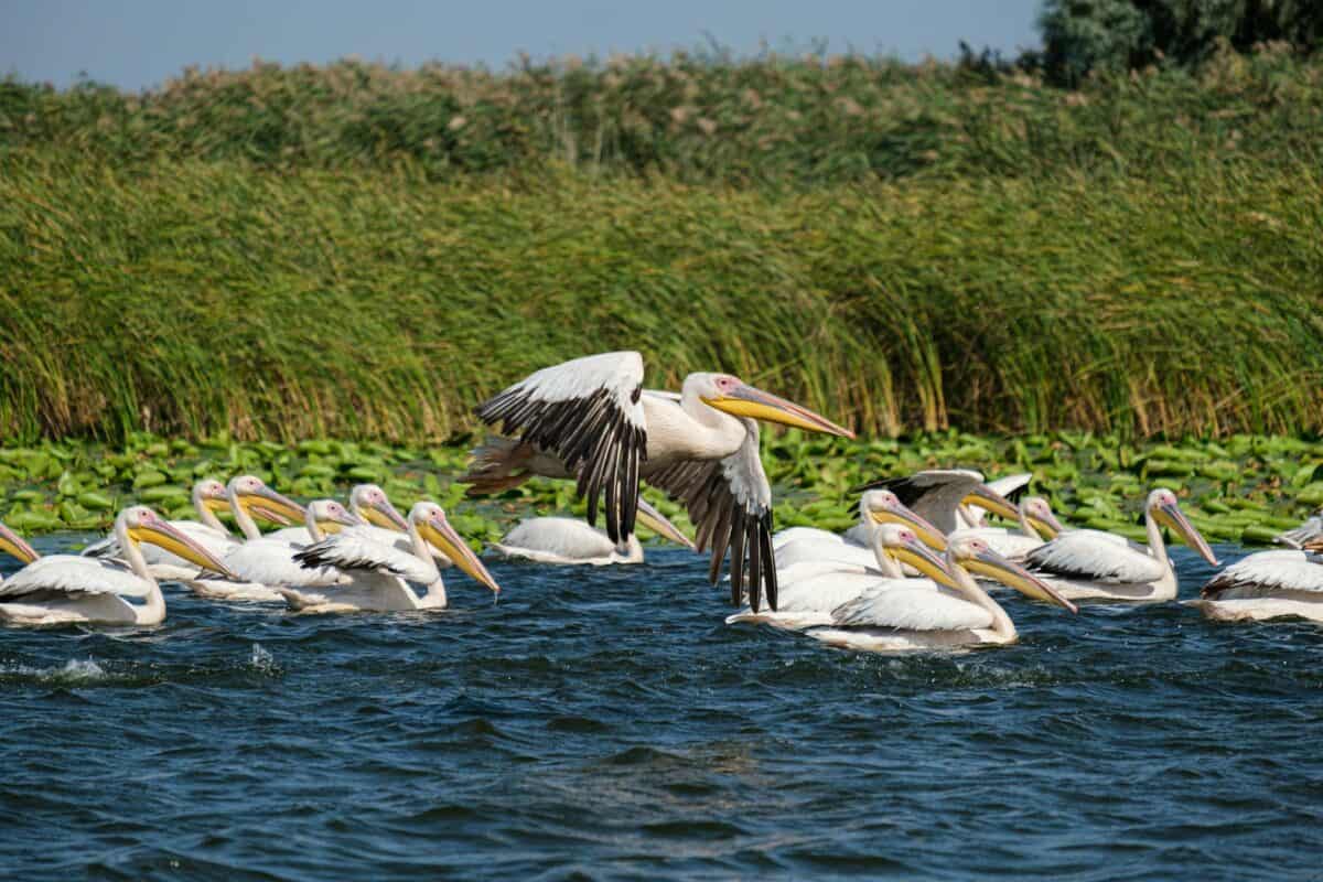 flock of pelicans on the lake