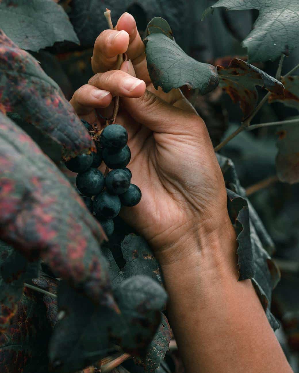 a person holding a bunch of grapes