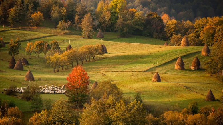 Căpițele de fân din România riscă să dispară în fața agriculturii moderne și a urbanizării rapide