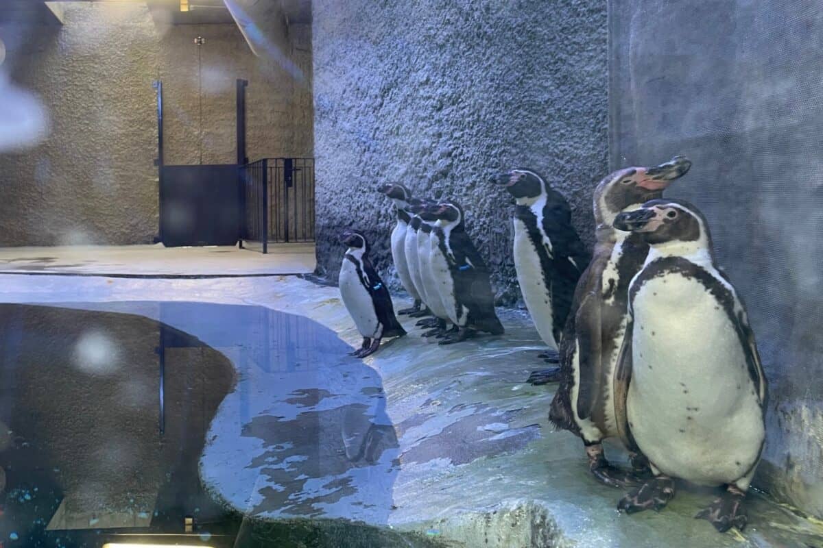 Grădina Zoologică Brașov sărbătorește Ziua Mondială a Pinguinului cu activități speciale