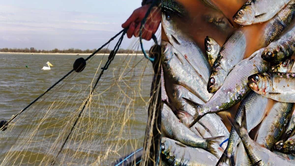 ARBDD scrumbie pescuit