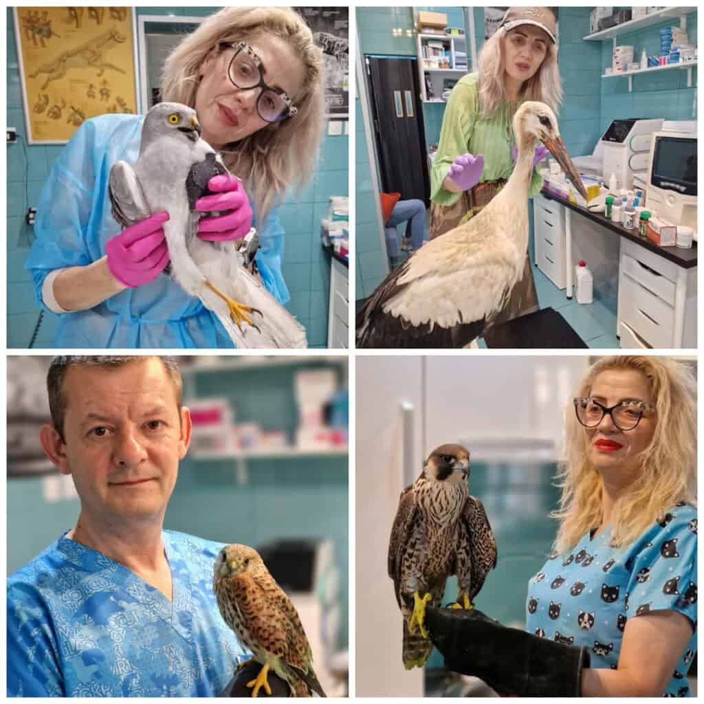 colaj pasari de prada