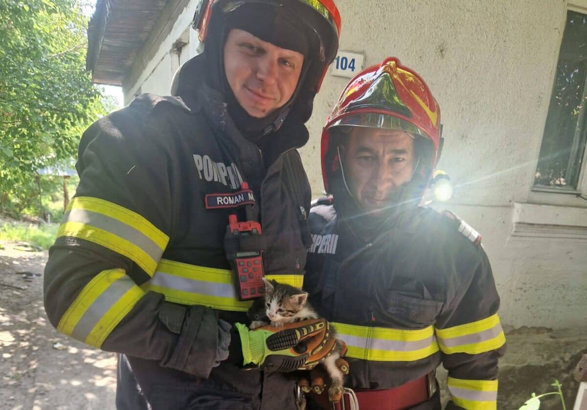 Pui de pisică salvat de pompieri după ce a căzut într-o fântână din Sebeș