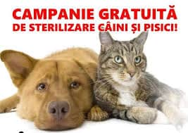 sterilizare caini pisici