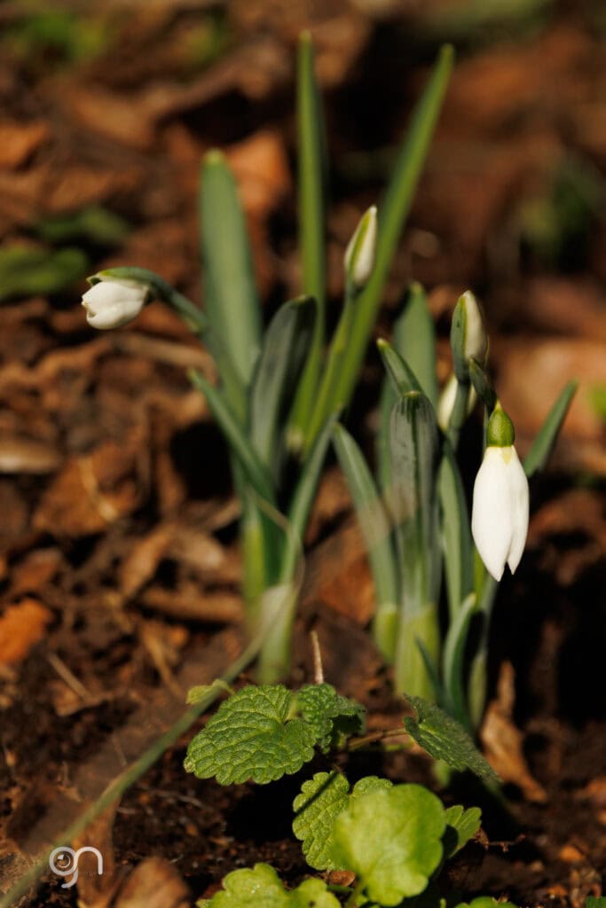 606003429 1312891360872583 7171310117333284017 n