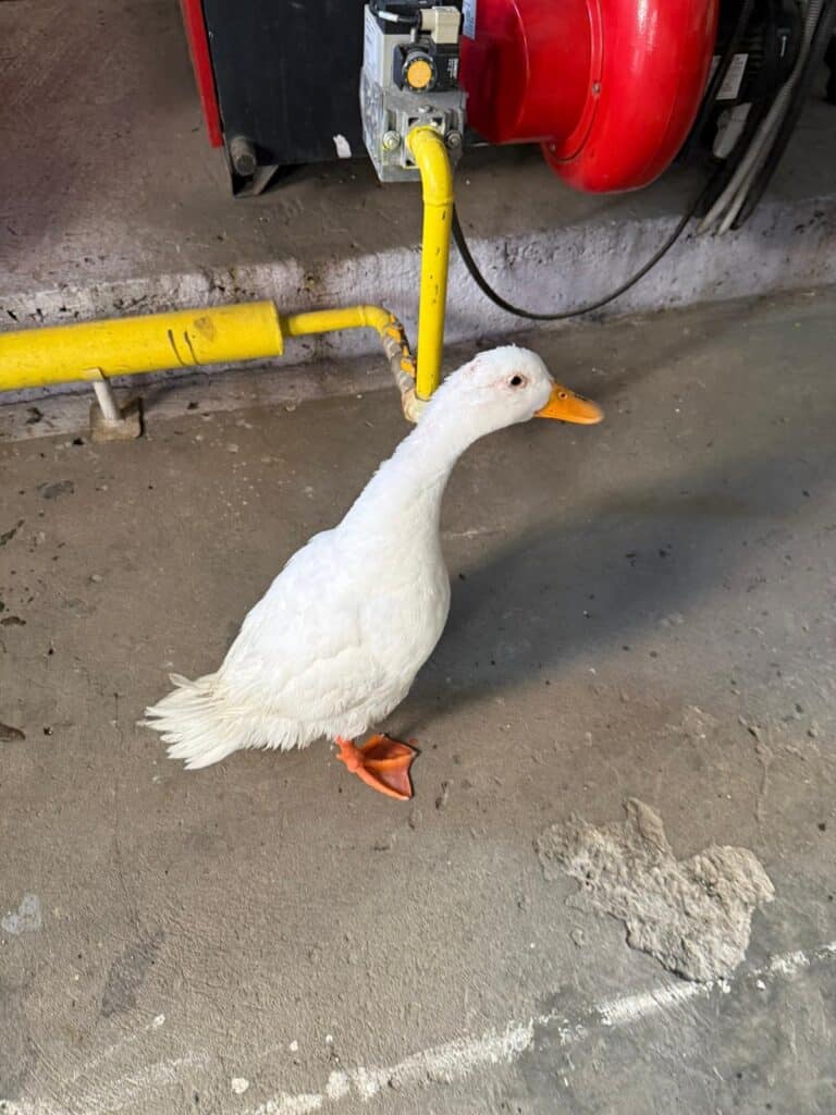 WhatsApp Image 2026 01 14 at 15.04.08