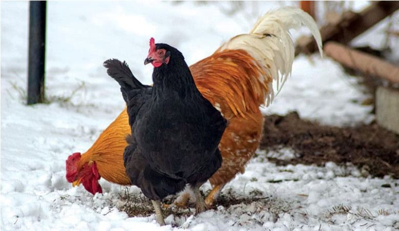 Fermierii din Tulcea pot solicita adeverințe APIA pentru credite destinate bunăstării animalelor