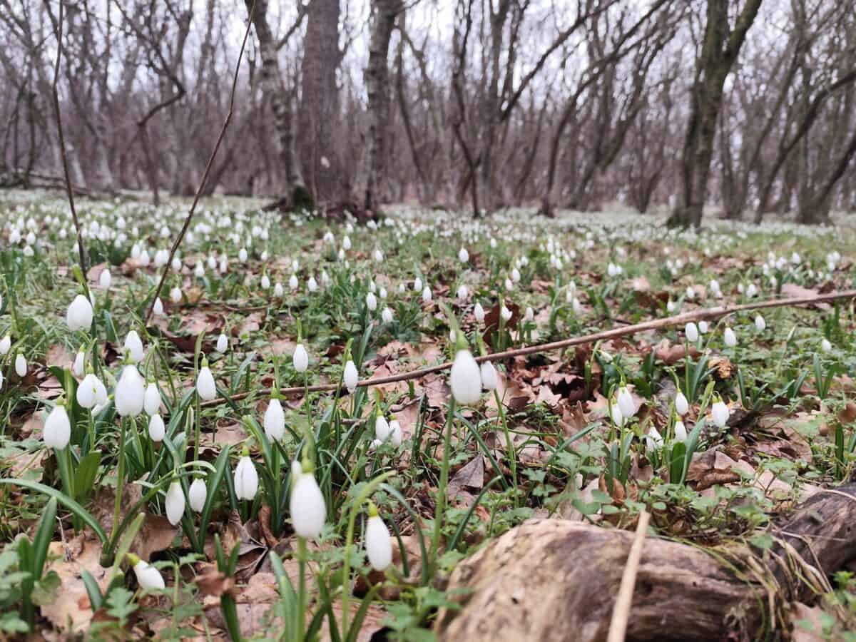Ghiocei rupți din Parcul Național Munții Măcinului. Autoritățile caută vinovatul