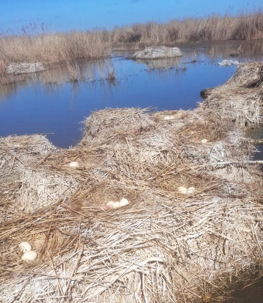 649975492 1334666242025993 6380628675050901497 n