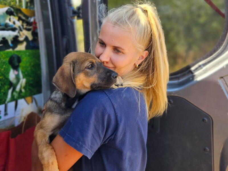 Sterilizări gratuite pentru câini la Topolog. Burduja Trifan Ionela anunță o serie de campanii în mai multe localități / foto