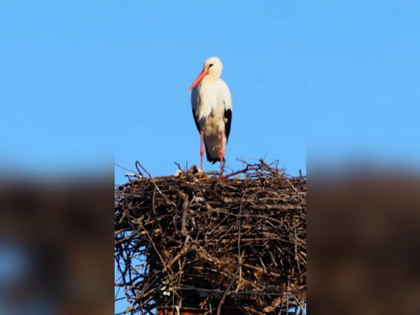 Semn că a venit primăvara: prima barză a ajuns la cuibul său din Tulcea / video