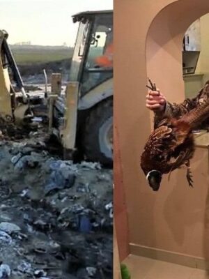 Scandalul „cimitirului de animale” din Dobrogea se închide fără vinovați: afaceristul condamnat la 4 ani scapă prin prescripție