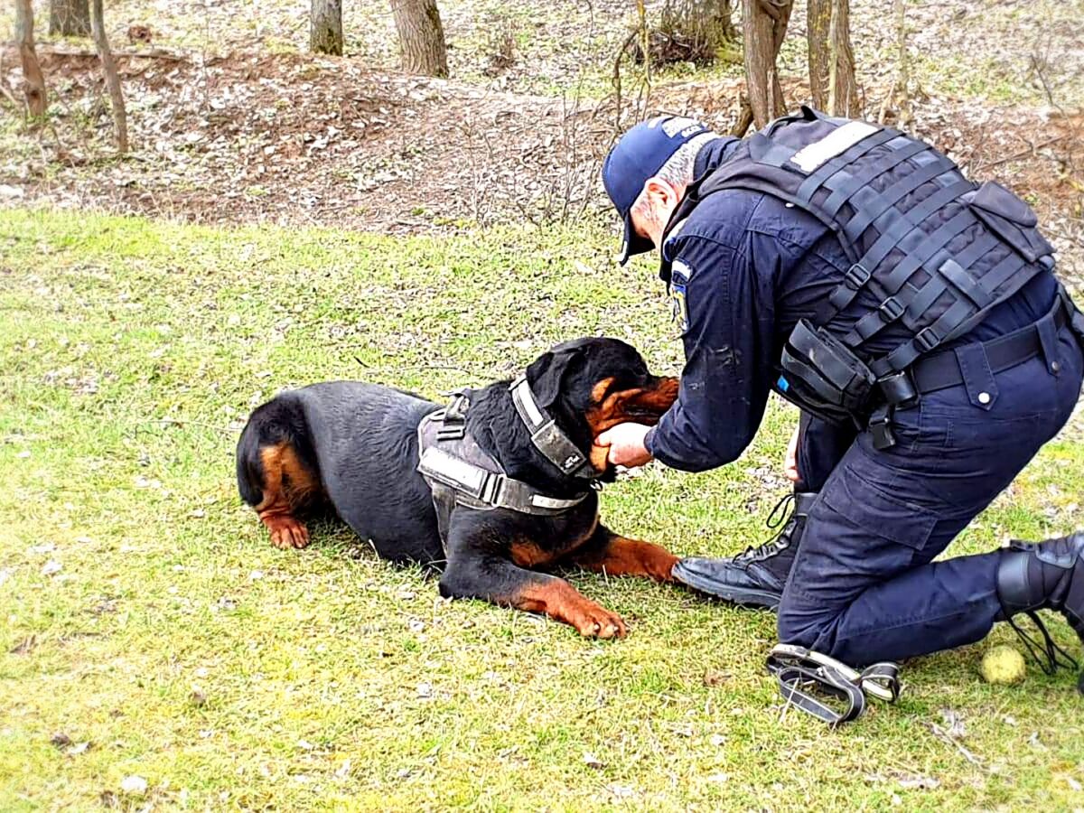 Un jandarm cu patru lăbuțe: Câinele Gip a împlinit 6 ani și continuă misiunile alături de conductorul său / foto