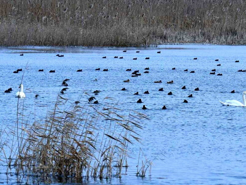 Delta Dunării, refugiu spectaculos pentru păsările de apă în sezonul rece. Top 10 specii numărate la recensământul de iarnă