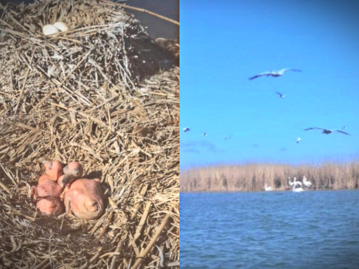 Specie rară, în plină reproducere în Delta Dunării: zeci de cuiburi și primii pui de pelican creț / foto