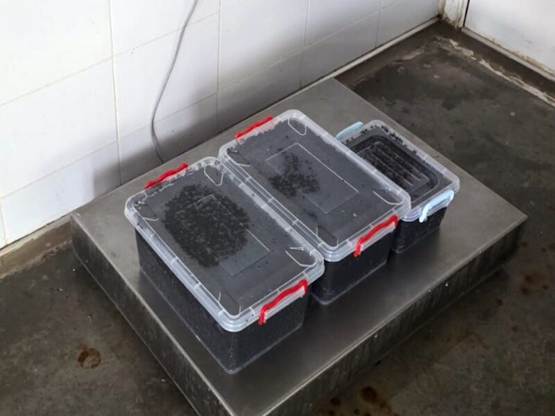 Femeie prinsă de polițiștii tulceni cu 19 kg de icre negre, în valoare de aproape 20.000 de euro / foto-video